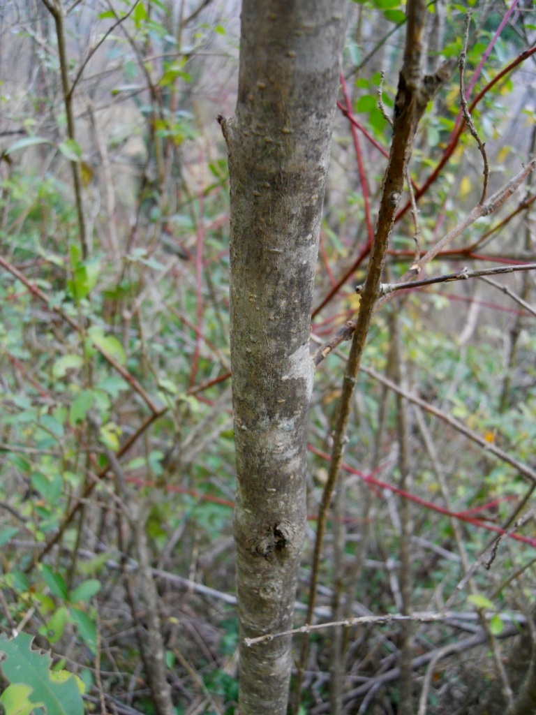Arbusto - Ligustrum vulgare